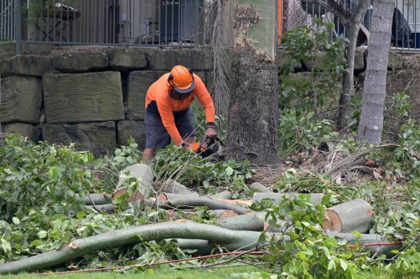 Best Tree Clearing Services  in Bellevue, ID